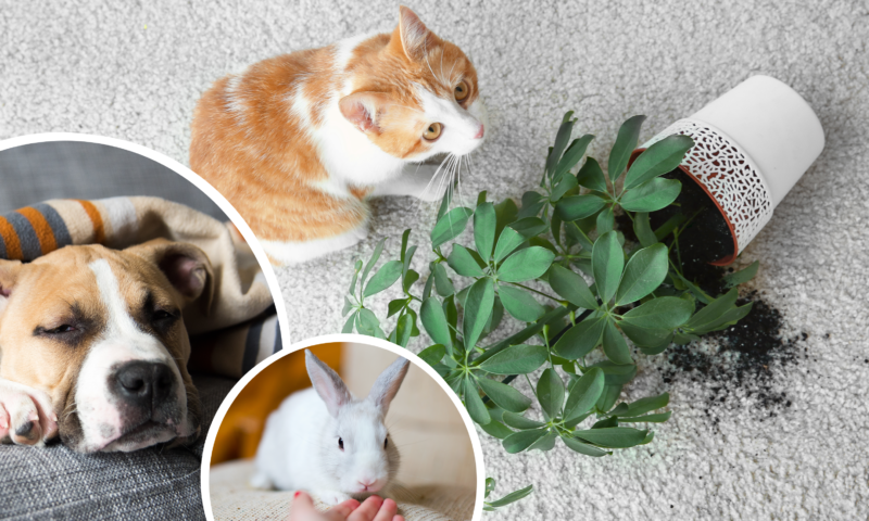 pet proof your home tips